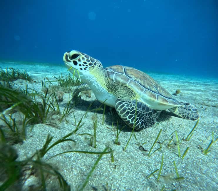 image n.3 of Tenerife: Half-Day Snorkeling Tour activity in Arico, uploaded by supplier