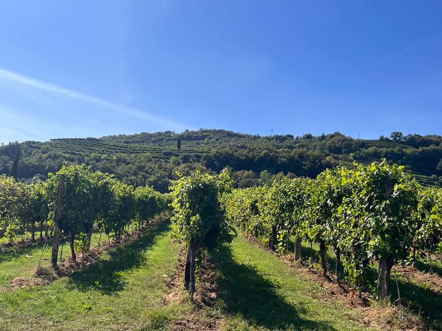 Immagine nº 54 di Il tour completo dell'Amarone: 2 cantine, pranzo e approfondimento sull'Amarone attività a Verona, caricata dal fornitore