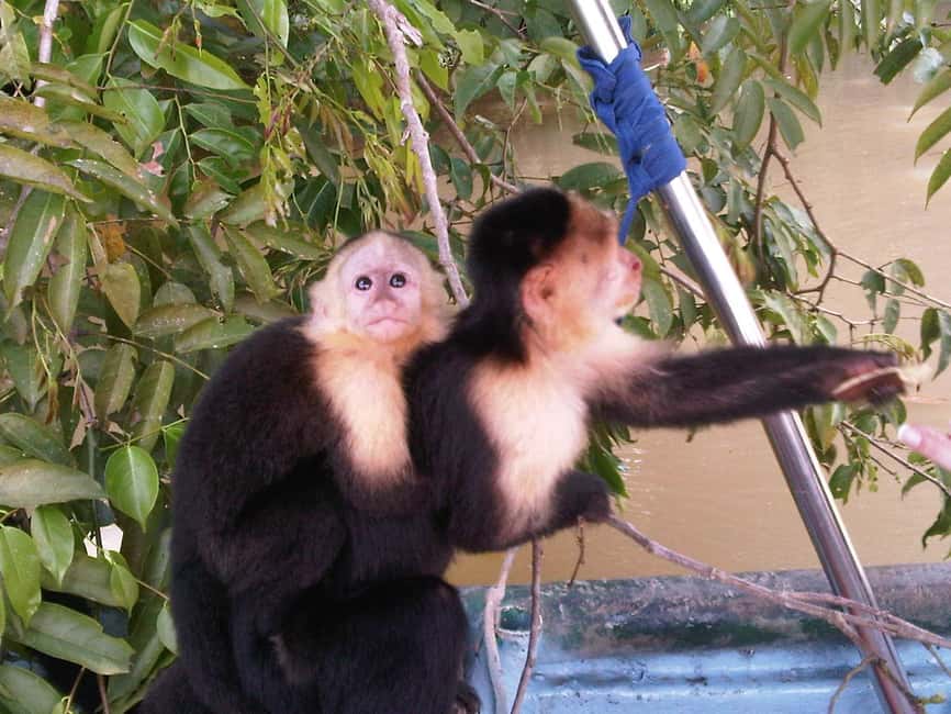image n.1 of Monkey Island and Indian Village Tour activity in Panama Province, uploaded by supplier