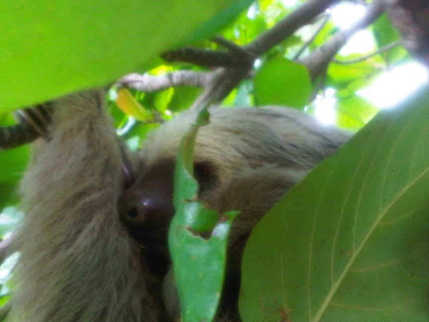 image n.2 of Monkey Island and Indian Village Tour activity in Panama Province, uploaded by supplier