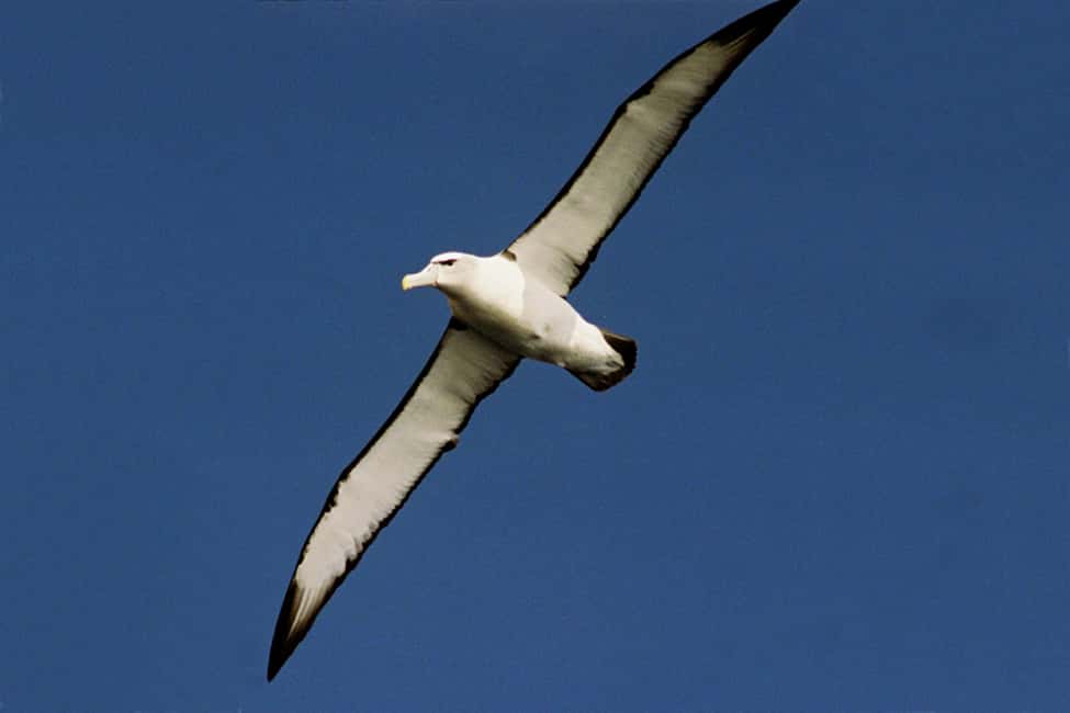image n.9 of Tasman Peninsula Tour, Cruise & Port Arthur Historic Site activity in Port Arthur, uploaded by supplier