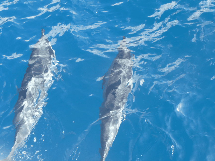 image n.6 of Maui: Kaanapali Beach 4-hour Snorkel w/ BBQ Lunch & Open Bar activity in Kaanapali, uploaded by supplier