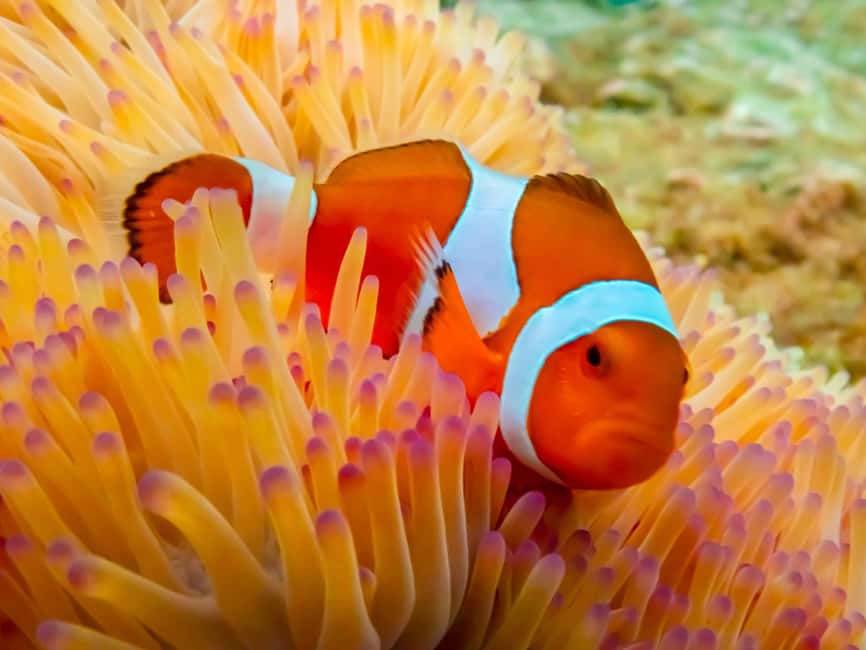 imagen n.º 3 de Bangkok: Excursión de un día a la Isla de Nemo con fotos de drones y almuerzo actividad en Pattaya, subida por el proveedor
