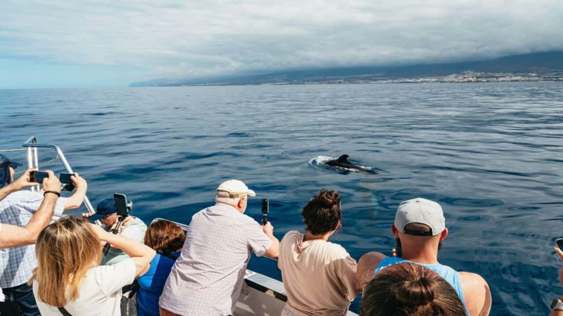 image n.10 of Los Cristianos: Eco Yacht Whale Watching Tour at Sunset activity in Canary Islands, uploaded by supplier