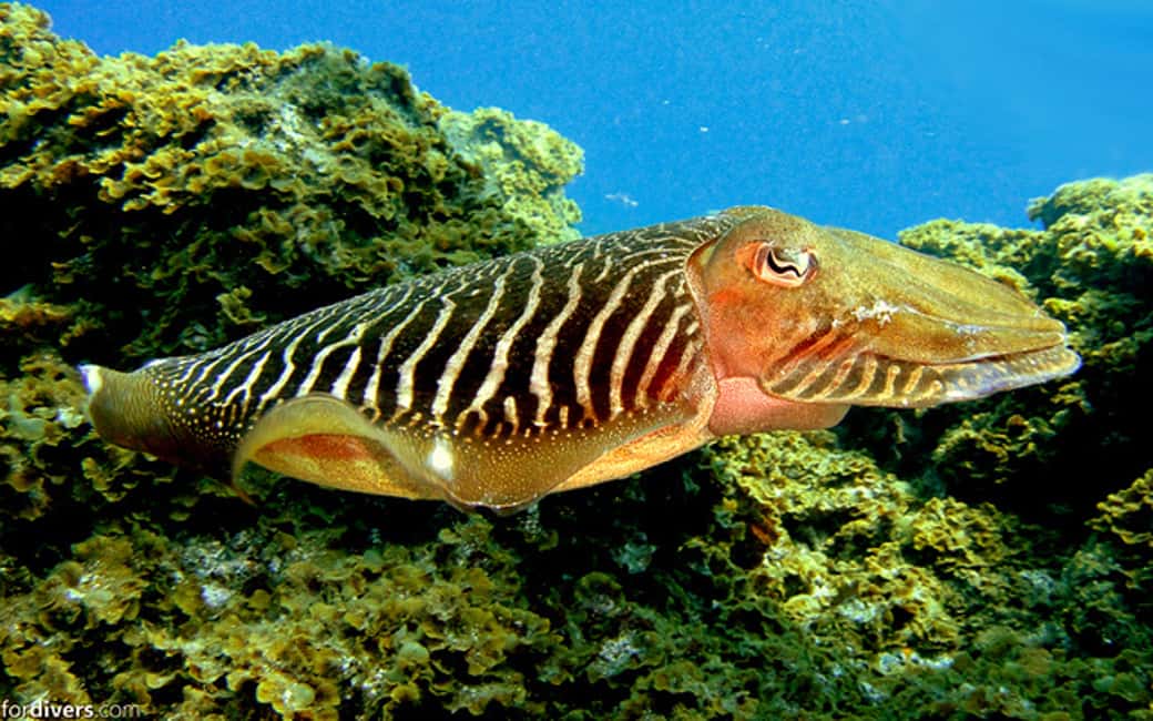 image n.6 of Tenerife: Half-Day Snorkeling Tour activity in Arico, uploaded by supplier