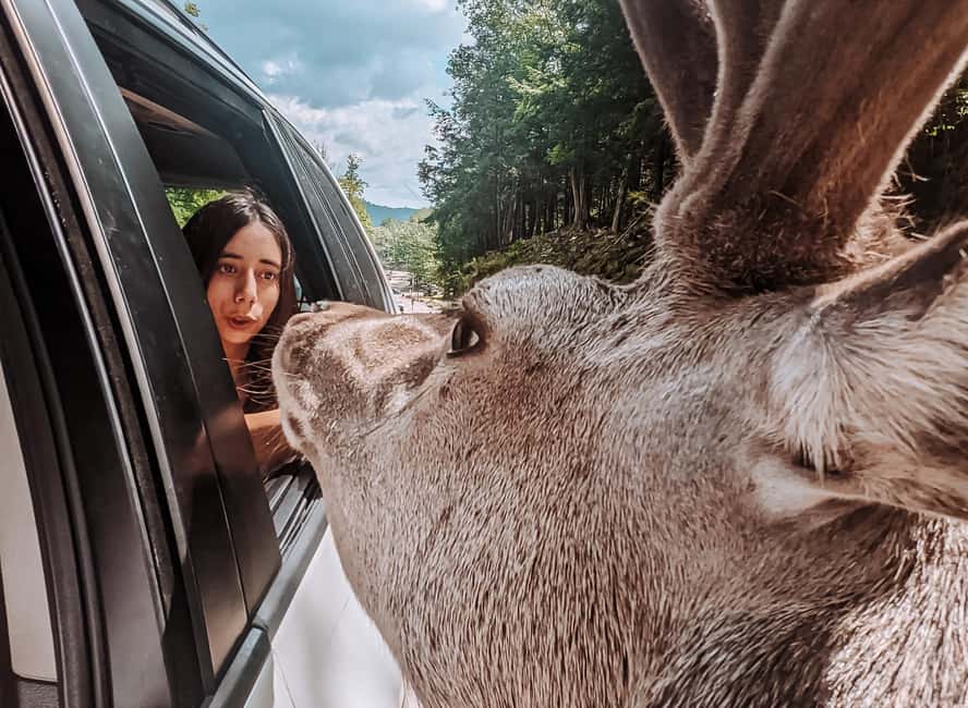 imagem n.10 de Otava: Safari privado de aventura na vida selvagem no Parc Omega atividade em Montebello, carregada pelo fornecedor