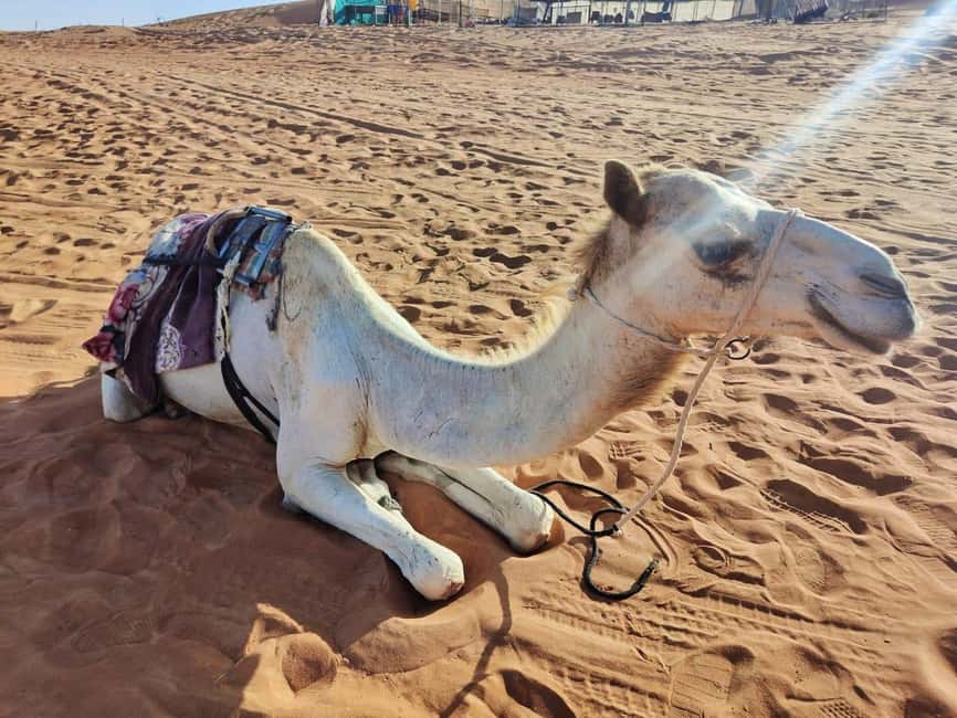 Immagine nº 1 di Giornata privata nel deserto con osservazione del tramonto attività a Regione al-Sharqiyya, caricata dal fornitore