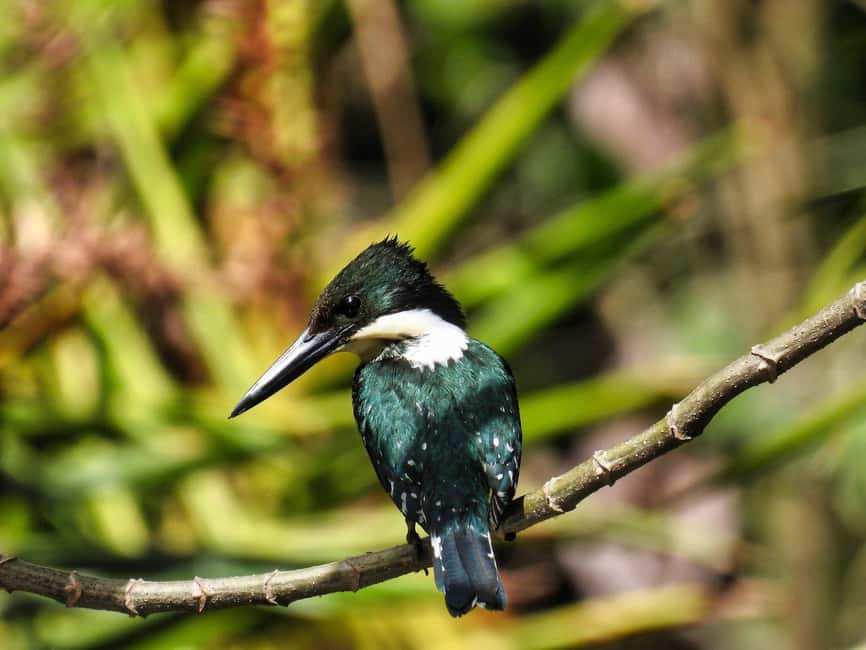 image n.21 of Carara National Park: Best Tour Carara National Park-One Day activity in Puntarenas Province, uploaded by supplier