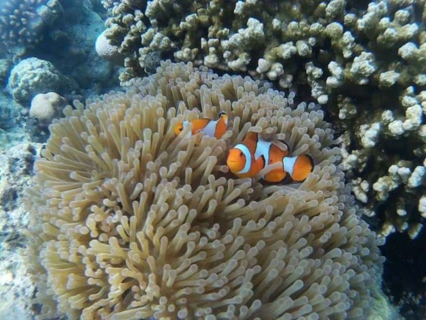 image n.28 of From Khao Lak: Phi Phi, Maya Bay, and Khai Islands Day Trip activity in Gulf of Thailand, uploaded by supplier