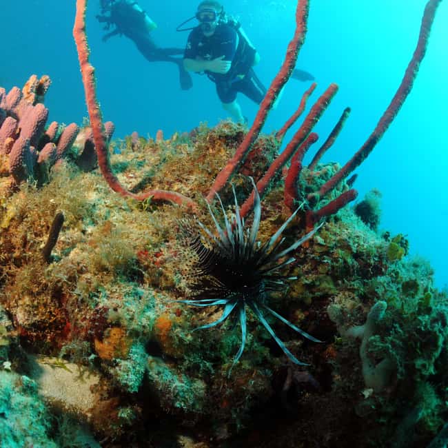 image n.6 of Half-Day Tour Dive Adventures Double Tank Dive activity in Simpson Bay, uploaded by supplier