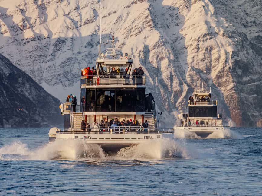 Bild Nr. 12 von Tromsø: Walbeobachtungstour mit dem Hybrid-Elektroboot Aktivität in Tromsø, hochgeladen vom Anbieter