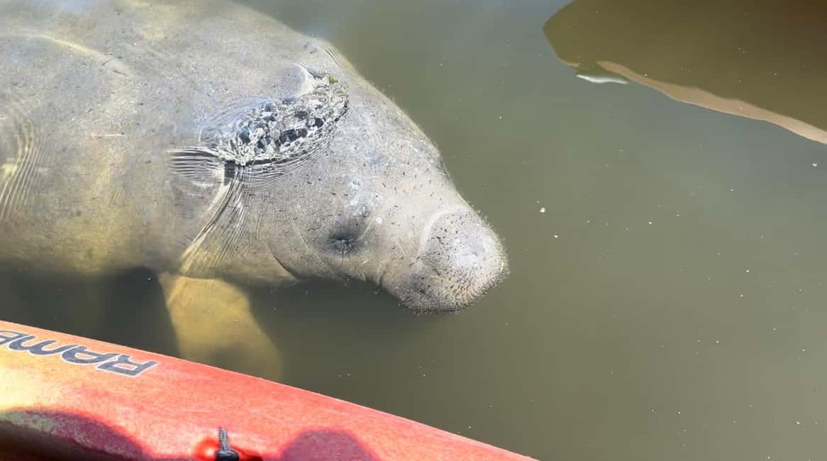 image n.1 of Bradenton: Anna Maria Island Guided Kayaking Manatee Tour activity in Bradenton, Florida, uploaded by supplier
