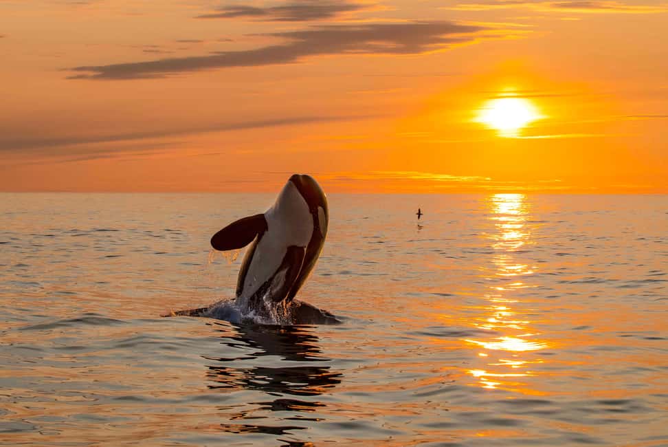 image n.8 of Bleik: Whale Watching by Speedboat with Puffins and Muffins activity in Nordland County, uploaded by supplier