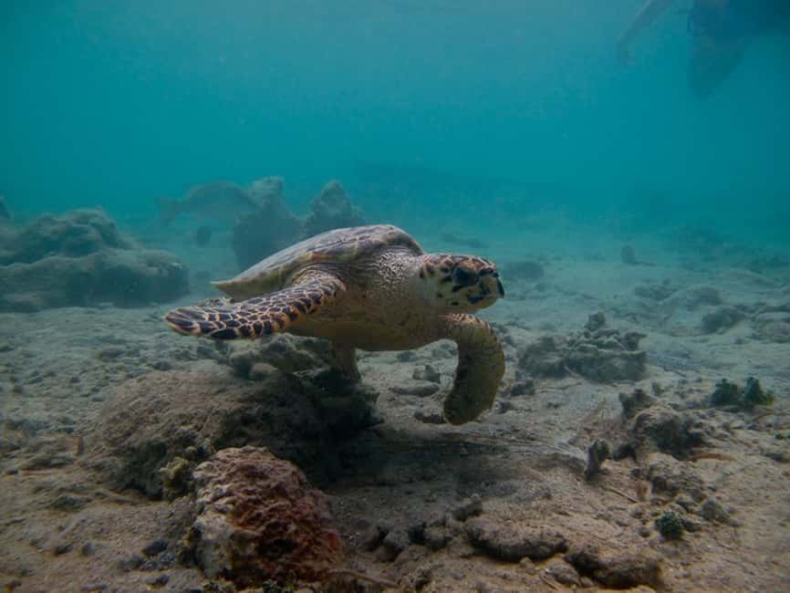 image n.14 of St. Thomas Mangrove Kayak, Hike, & Snorkel 3-Hour Tour activity in Red Hook, Saint Thomas, uploaded by supplier