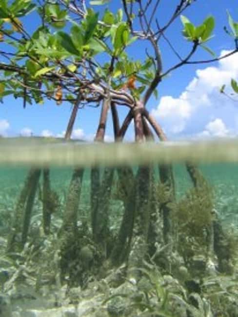 image n.13 of St. Thomas Mangrove Kayak, Hike, & Snorkel 3-Hour Tour activity in Red Hook, Saint Thomas, uploaded by supplier