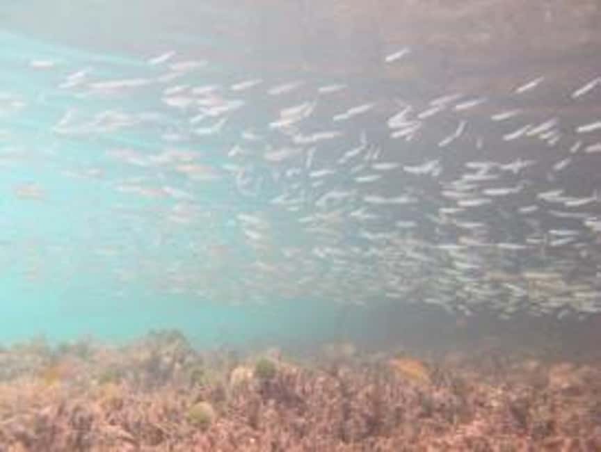 image n.16 of St. Thomas Mangrove Kayak, Hike, & Snorkel 3-Hour Tour activity in Red Hook, Saint Thomas, uploaded by supplier