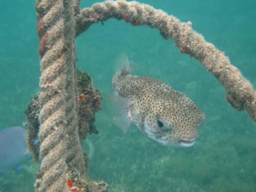 image n.17 of St. Thomas Mangrove Kayak, Hike, & Snorkel 3-Hour Tour activity in Red Hook, Saint Thomas, uploaded by supplier