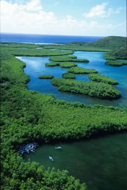 image n.6 of St. Thomas Mangrove Kayak, Hike, & Snorkel 3-Hour Tour activity in Red Hook, Saint Thomas, uploaded by supplier