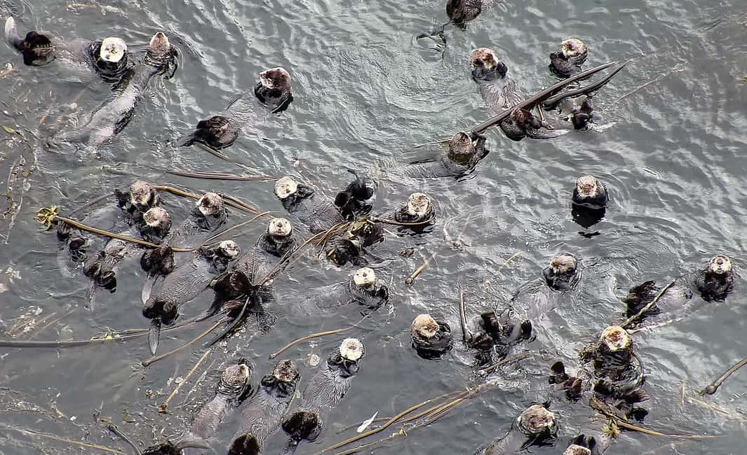 image n.26 of Hoonah: Icy Strait Whale Watch with Drone Filmography activity in Hoonah, uploaded by supplier
