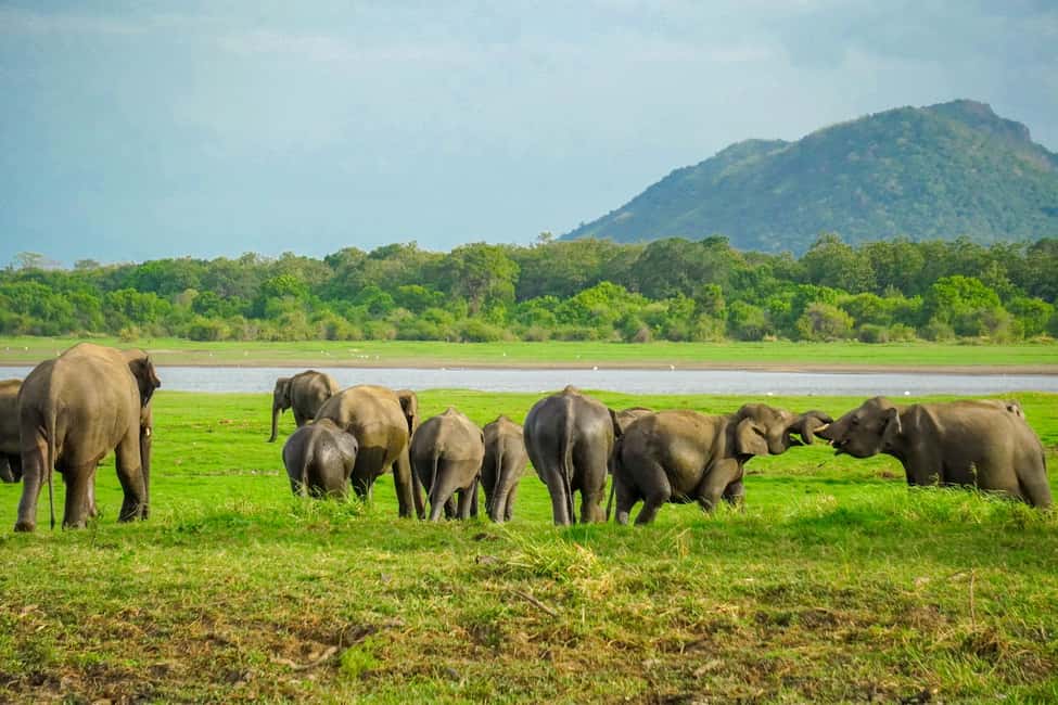 image n.2 of Kaudulla National Park Half Day Sri Lanka Jeep Safari activity in North Central Province, uploaded by supplier