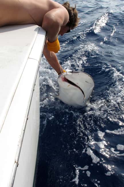 imagen n.º 11 de Fort Lauderdale: Charter compartido de pesca deportiva de 4 horas actividad en Fort Lauderdale, subida por el proveedor