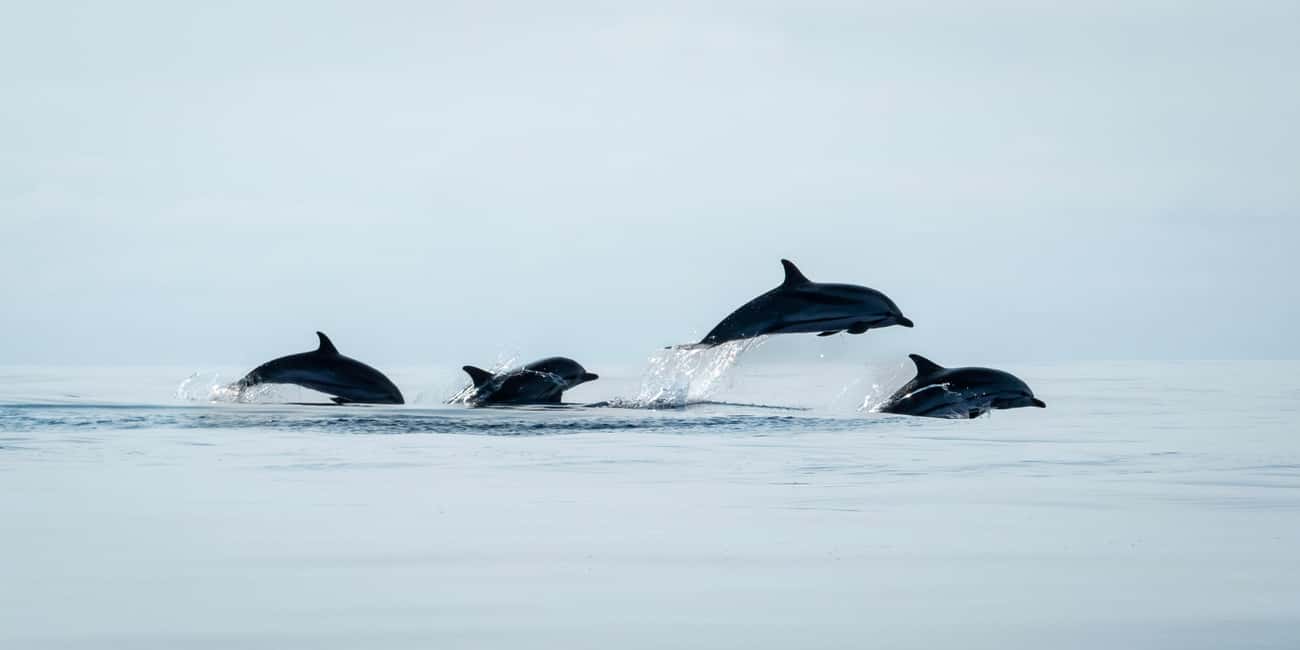image n.14 of São Miguel: Whale-Watching Cruise with Marine Biologist activity in Ponta Delgada, uploaded by supplier