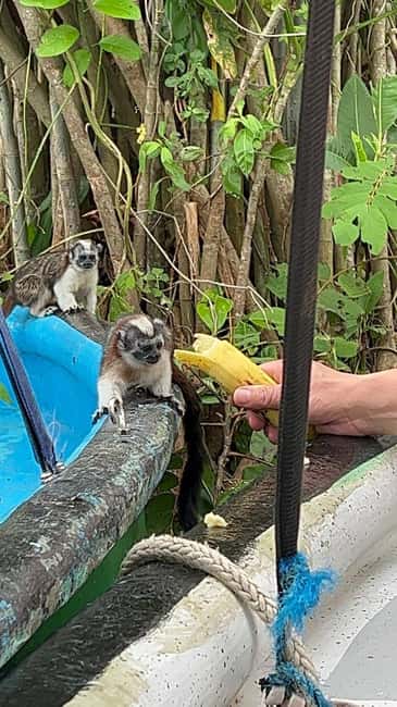 image n.12 of Panama City: Guided Jungle Adventure with Gatun Lake Cruise activity in Colón Province, uploaded by supplier