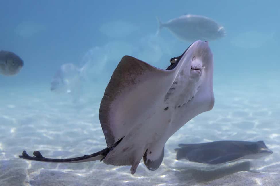 image n.5 of Benalmadena Aquarium Visit activity in Benalmadena, uploaded by supplier