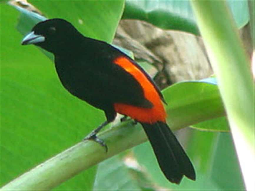 image n.17 of The Blue River Resort & Hot Springs: Full-Day Adventure activity in Guanacaste, uploaded by supplier