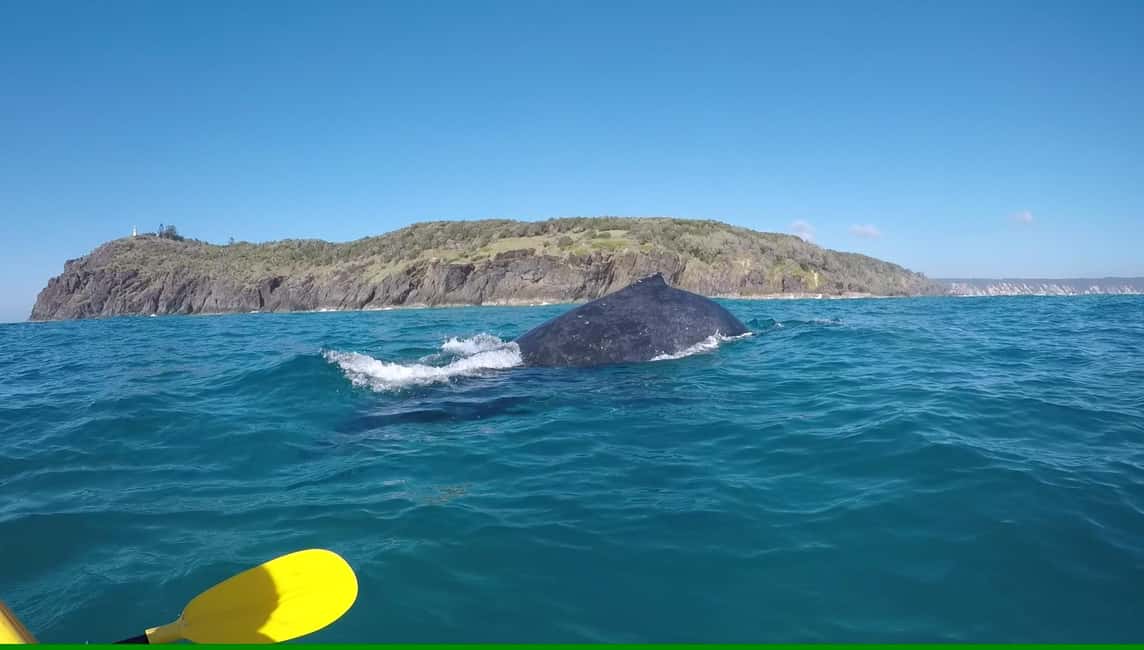 image n.18 of Noosa: Dolphin Sea Kayak & Beach 4X4 Tour (in National Park) activity in Gympie, uploaded by supplier