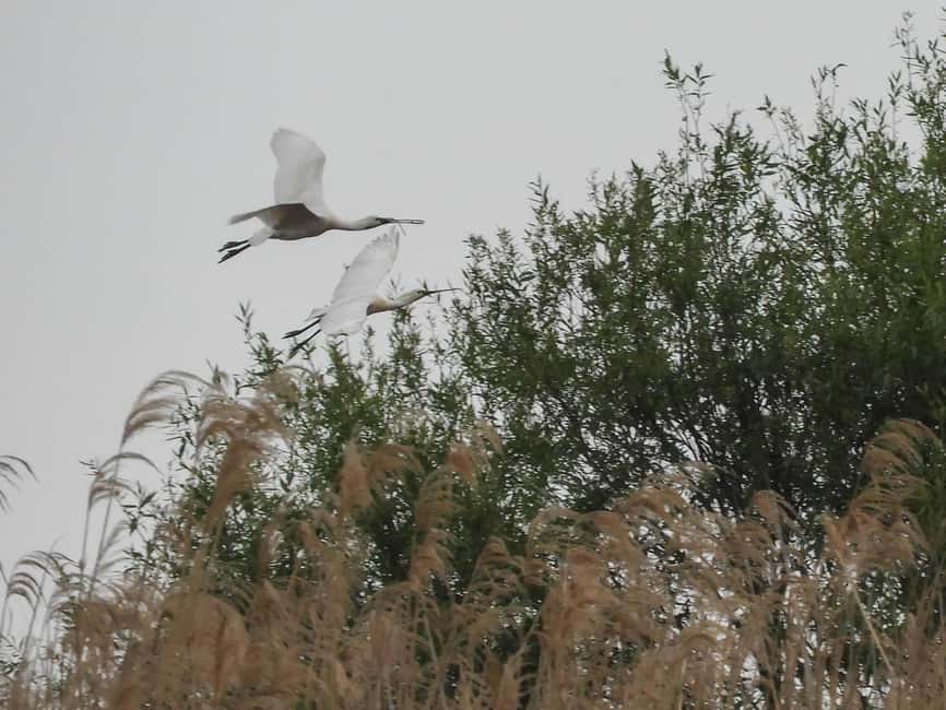 image n.8 of Lake Tisza: Boat trip in the Bird Paradise activity in Mezőkövesd, uploaded by supplier