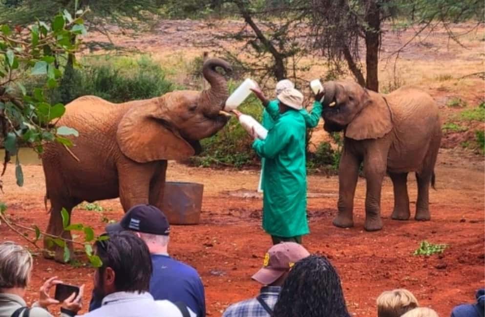 image n.4 of Nairobi National Park, Elephant Orphanage & Giraffe Centre activity in Nairobi, uploaded by supplier