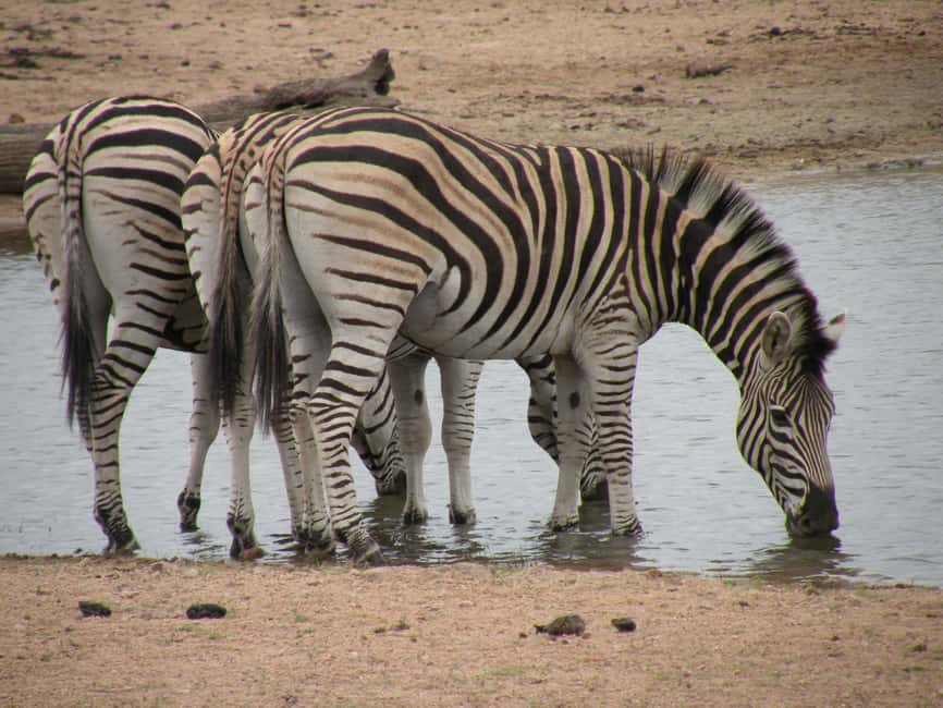 imagem n.17 de De Joanesburgo: Safari de vida selvagem em Pilanesberg atividade em Noroeste, África do Sul, carregada pelo fornecedor