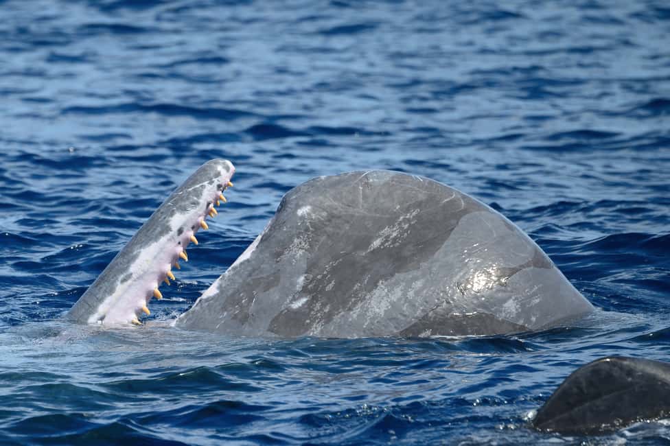 image n.4 of Rabo de Peixe: Sperm Whale Sanctuary Expedition activity in Ribeira Grande, uploaded by supplier