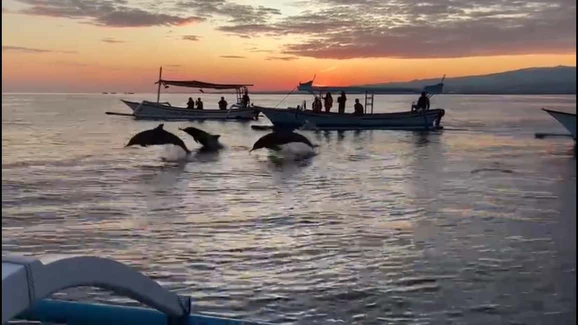 image n.8 of Bali dolphin, swim & snorkeling in Lovina Bali activity in Lovina, uploaded by supplier