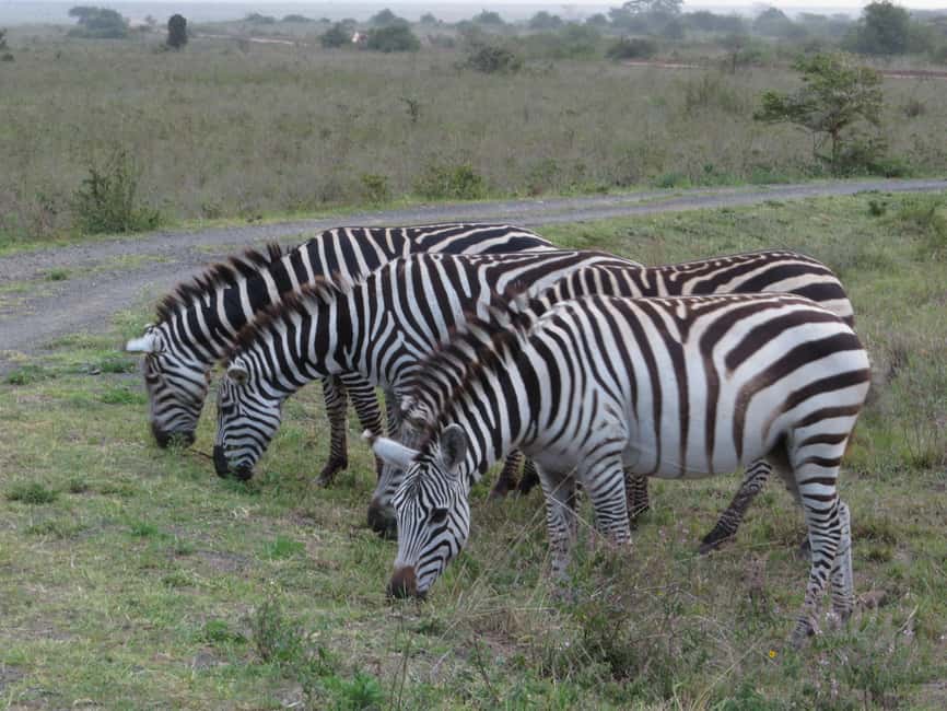 image n.3 of Mombasa: Tsavo East National Park Day Trip with Lunch activity in Coast Province, uploaded by supplier