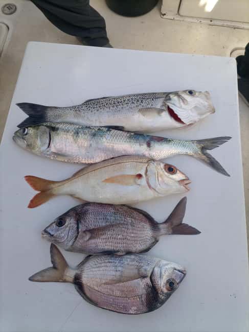 image n.3 of Half Day Fishing Trip activity in Cascais, uploaded by supplier