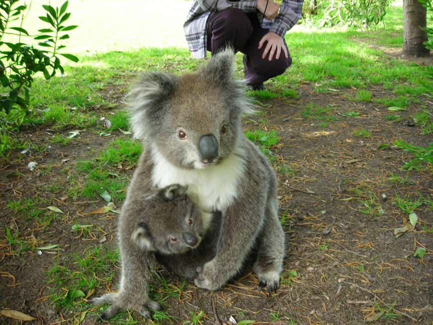 imagem n.11 de Excursão de 2 dias à Great Ocean Road em pequenos grupos atividade em Melbourne, carregada pelo fornecedor