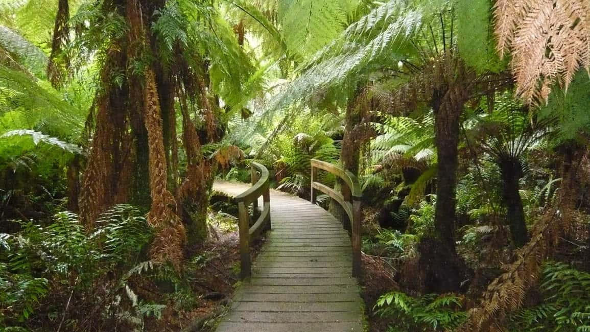 imagem n.12 de Excursão de 2 dias à Great Ocean Road em pequenos grupos atividade em Melbourne, carregada pelo fornecedor