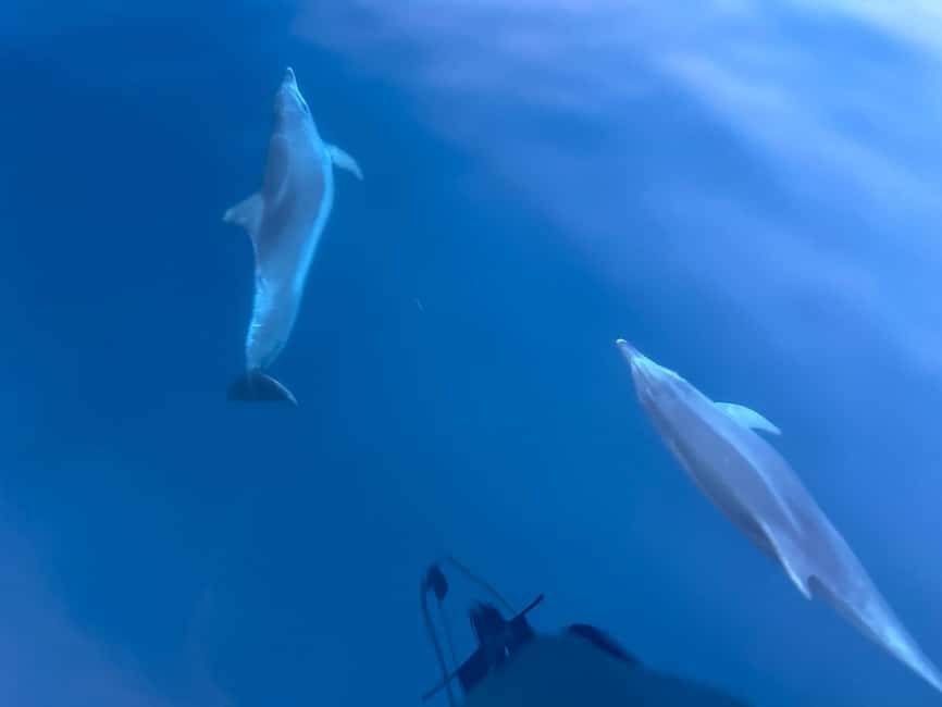 Bild Nr. 49 von Pula: Delfinbeobachtung & Sonnenuntergangskreuzfahrt mit Abendessen & Getränken Aktivität in Pula, Kroatien, hochgeladen vom Anbieter