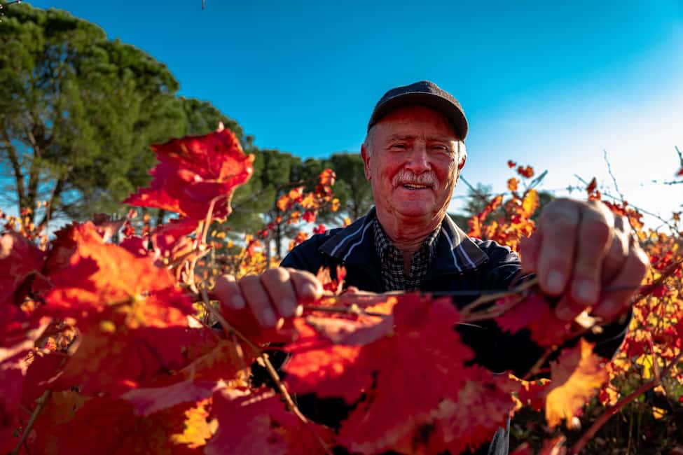 Immagine nº 40 di Montefalco: Tour della cantina e del vigneto e degustazione privata attività a Montefalco, caricata dal fornitore