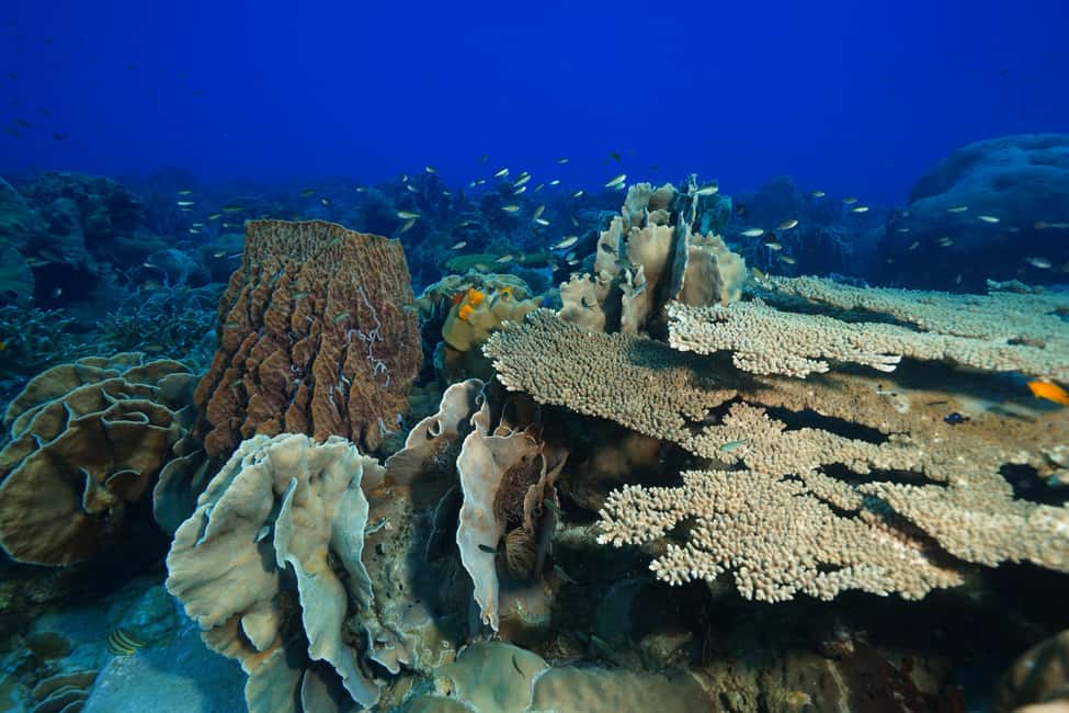 image n.7 of Koh Chang: 1-Day Dive Trip to Top Underwater Sites activity in Trat Province, uploaded by supplier