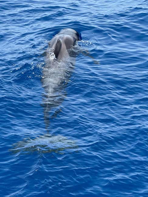 Bild Nr. 3 von Los Cristianos: Wal- und Delfinbeobachtung auf einer Viking-Kreuzfahrt Aktivität in Adeje, hochgeladen vom Anbieter
