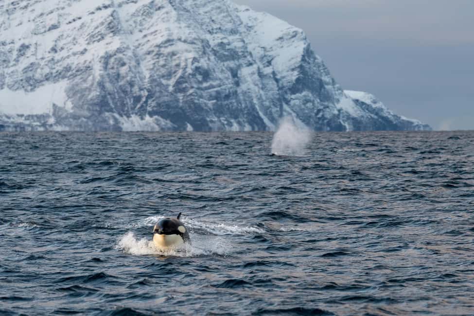 image n.17 of From Tromsø: Whale Watching Safari on High-Speed Catamaran activity in Barents Sea, uploaded by supplier
