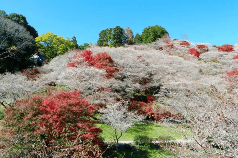 image n.12 of From Nagoya: Obara Shiki-Zakura and Korankei Autumn Trip activity in Nagoya, uploaded by supplier