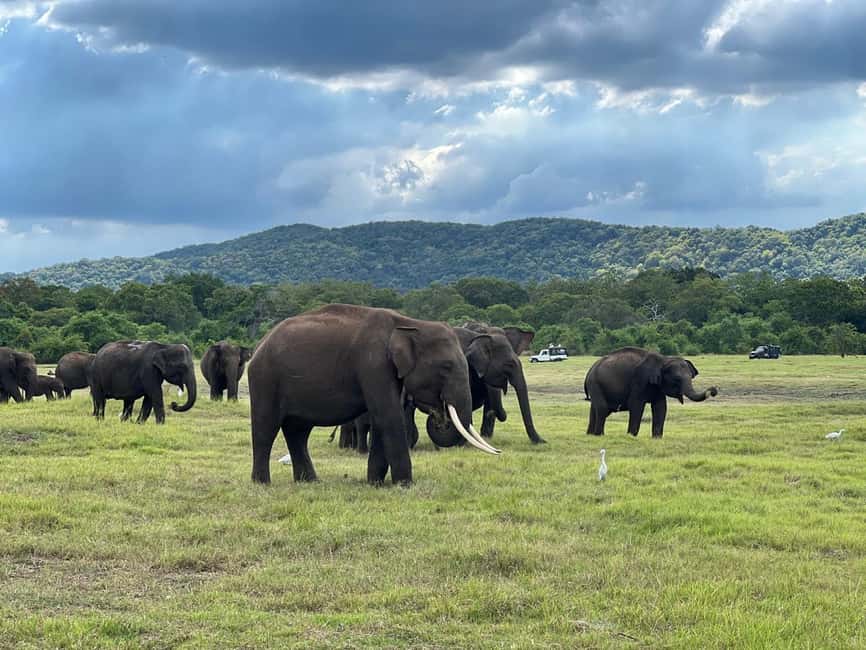 imagem n.9 de De Sigiriya: Safari em jipe 4X4 no Parque Nacional Minneriya atividade em Anuradhapura, carregada pelo fornecedor