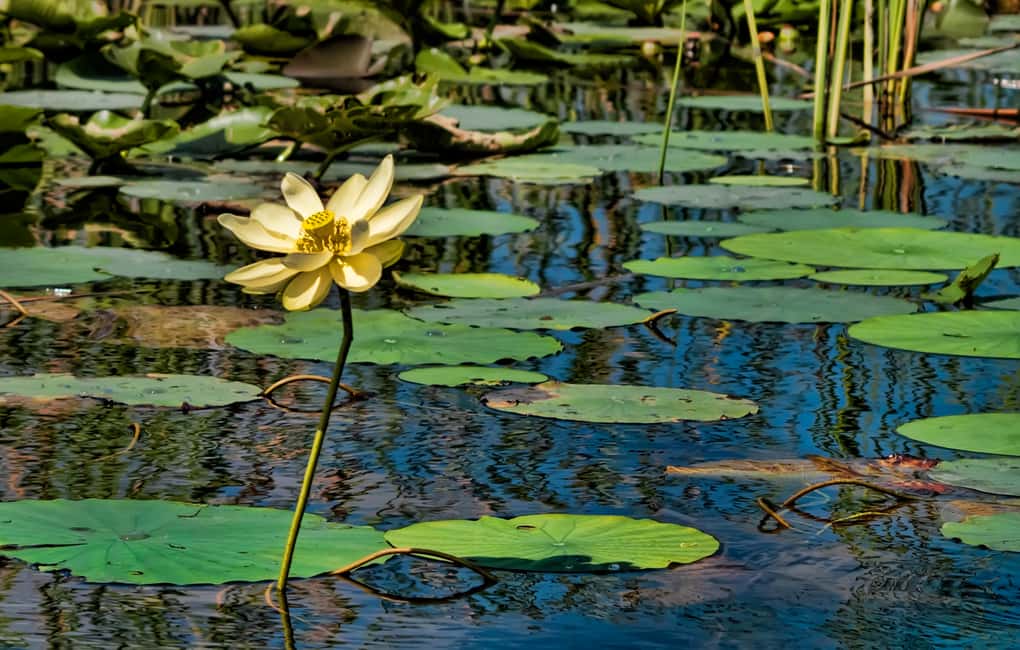 image n.2 of Sawgrass Park: Private 1-Hour Airboat Adventure Tour activity in Fort Lauderdale, uploaded by supplier