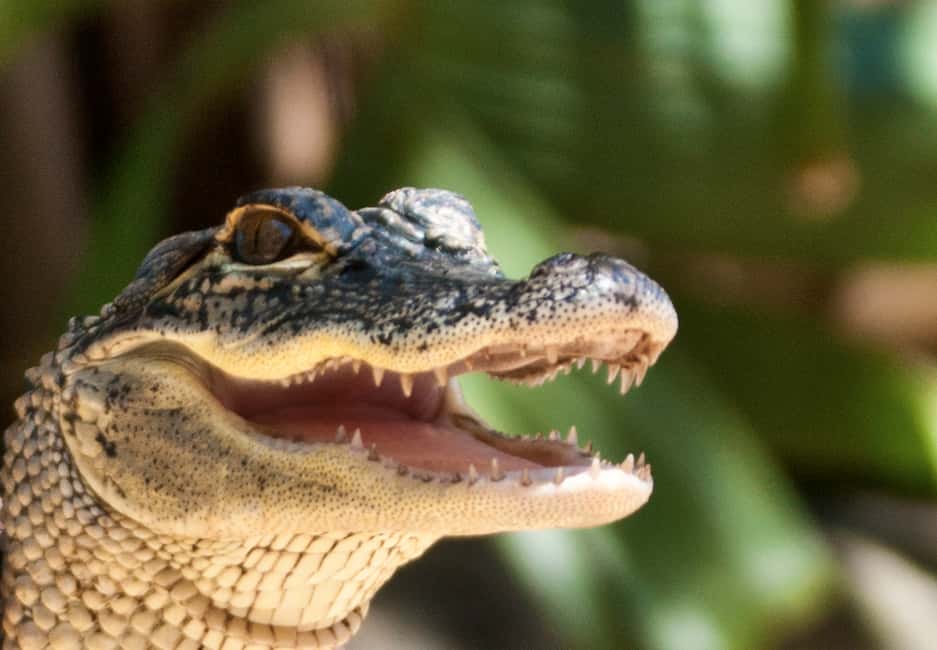 image n.4 of Sawgrass Park: Private 1-Hour Airboat Adventure Tour activity in Fort Lauderdale, uploaded by supplier