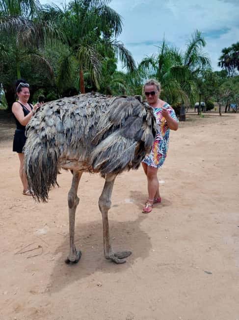 image n.3 of giraffe feeding activity in Diani, uploaded by supplier