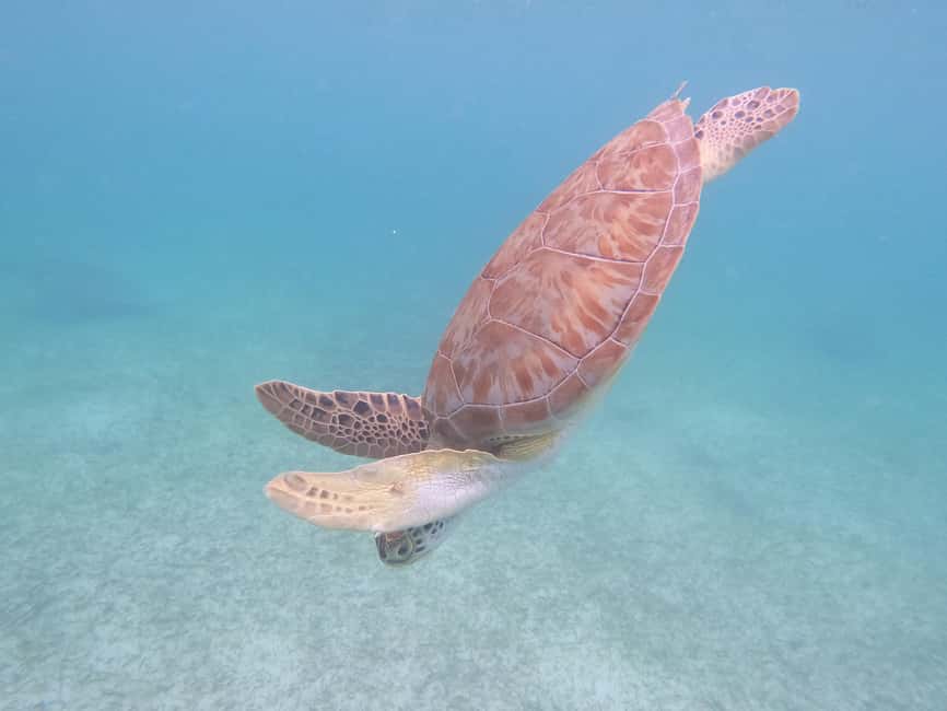 image n.13 of Akumal: Guided Turtle Snorkeling Tour and pictures activity in Akumal, uploaded by supplier